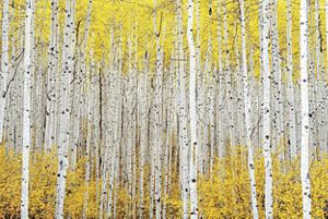 A dense forest of white trunks of aspen trees with a canopy of golden autumn leaves.