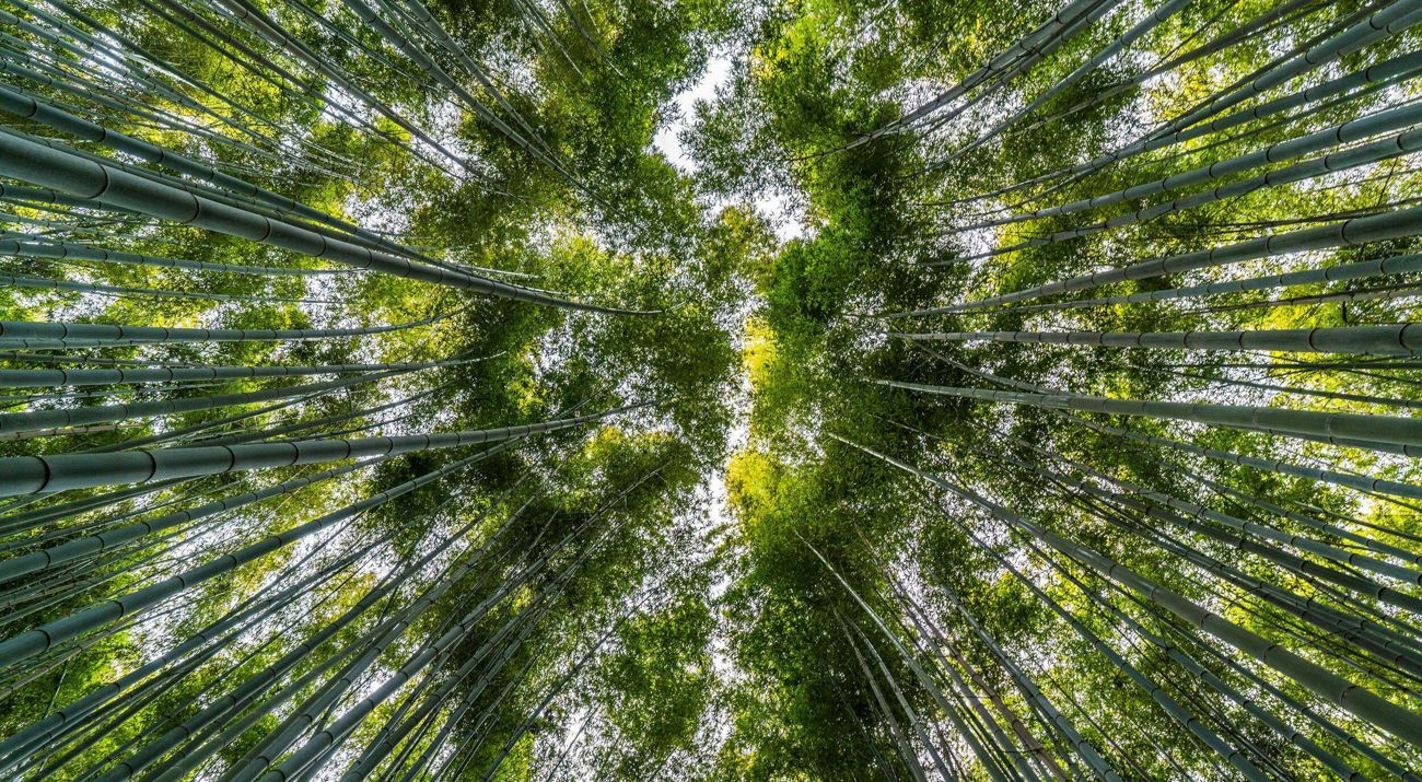 Thr Nature Conservancy
