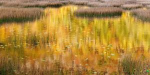 Golden color of autumn foliage reflects in the waters of a grassy wetland.