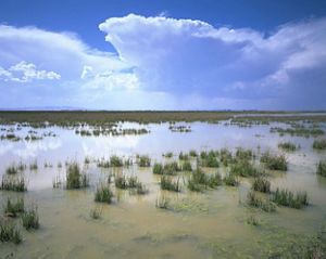 Grasses surrounded by still waters in an area of wetlands under. blue sky with dramatic clouds in the distance.