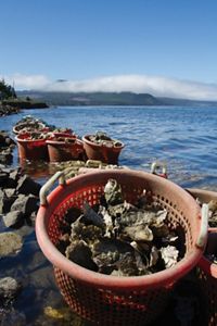 Several buckets containing oysters, situated in a rocky bay.