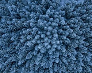 Aerial view looking directly down at the tops of snow-covered coniferous trees in a forest.