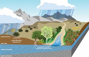 Shallow Groundwater Trees Communities Diagram