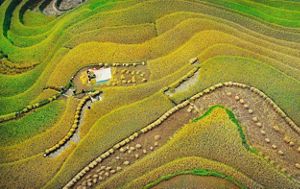 Aerial view looking down at a terraced landscape with a wavy appearance and various different shades of yellow and green.