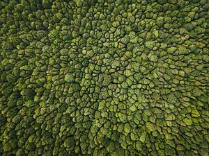 Aerial view looking directly down at the tops of green trees in a dense forest.