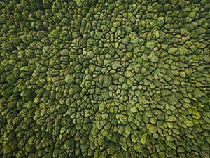 An aerial view looking down directly at a dense forest whose treetops form colors and texture that resemble the surface of a piece of broccoli.