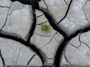 A tiny plant blooming with yellow flowers in the middle of a bed of dried mud with giant cracks.
