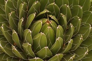 Close-up of a blooming plant at a botanical garden.
