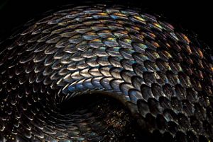 Close-up view of the curving, shiny black scales of a viper snake.