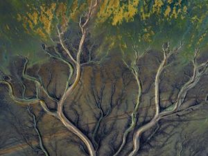 An aerial view of an extensive network of branches of rivers and streams that create the appearance of the branches of a tree when viewed from above.