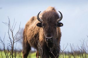 A large bull American bison roaming the grasslands of the Tallgrass Prairie. 