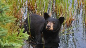 A black bear standing in a wet area.