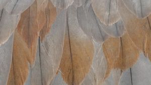 A close-up view of overlapping bird feathers in soft shades of tan, cream, and gray, highlighting their intricate textures and delicate patterns.