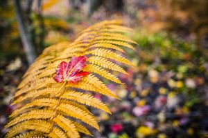 A small red maple leaf is placed atop a yellow fern.