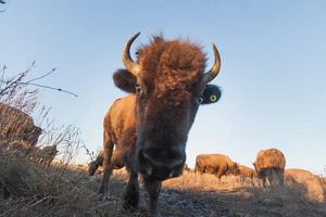 Bull bison looking into a trail camera at Tallgrass Prairie Preserve in Oklahoma.