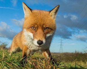 A red fox close to the camera.