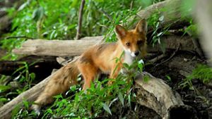 A brown and white fox rests near a log among grass.