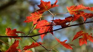 The red leaves of a maple tree seen on Baker Mountain in upstate New York.