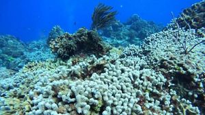 coral colony.