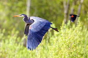 A red-winged blackbird flying after a large great blue heron against green vegetation. 