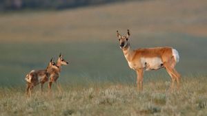 A mother pronghorn and her two babies stand on a grass hill.