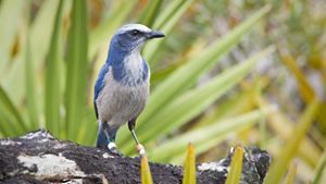 A blue and white bird is perched on a large branch.