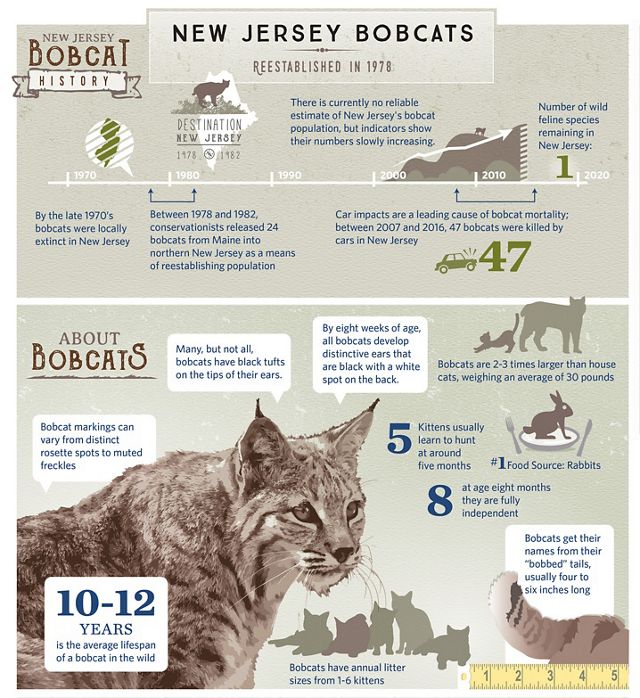 New Jersey Bobcat Inforgraphic