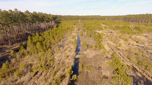 Aerial view of Atlantic white cedars at varying stages of growth slowly begin to fill in a large open field bisected by a narrow water filled ditch.