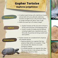 Fact sheet highlighting the gopher tortoise, hatchling, and an artistic view of their burrow.