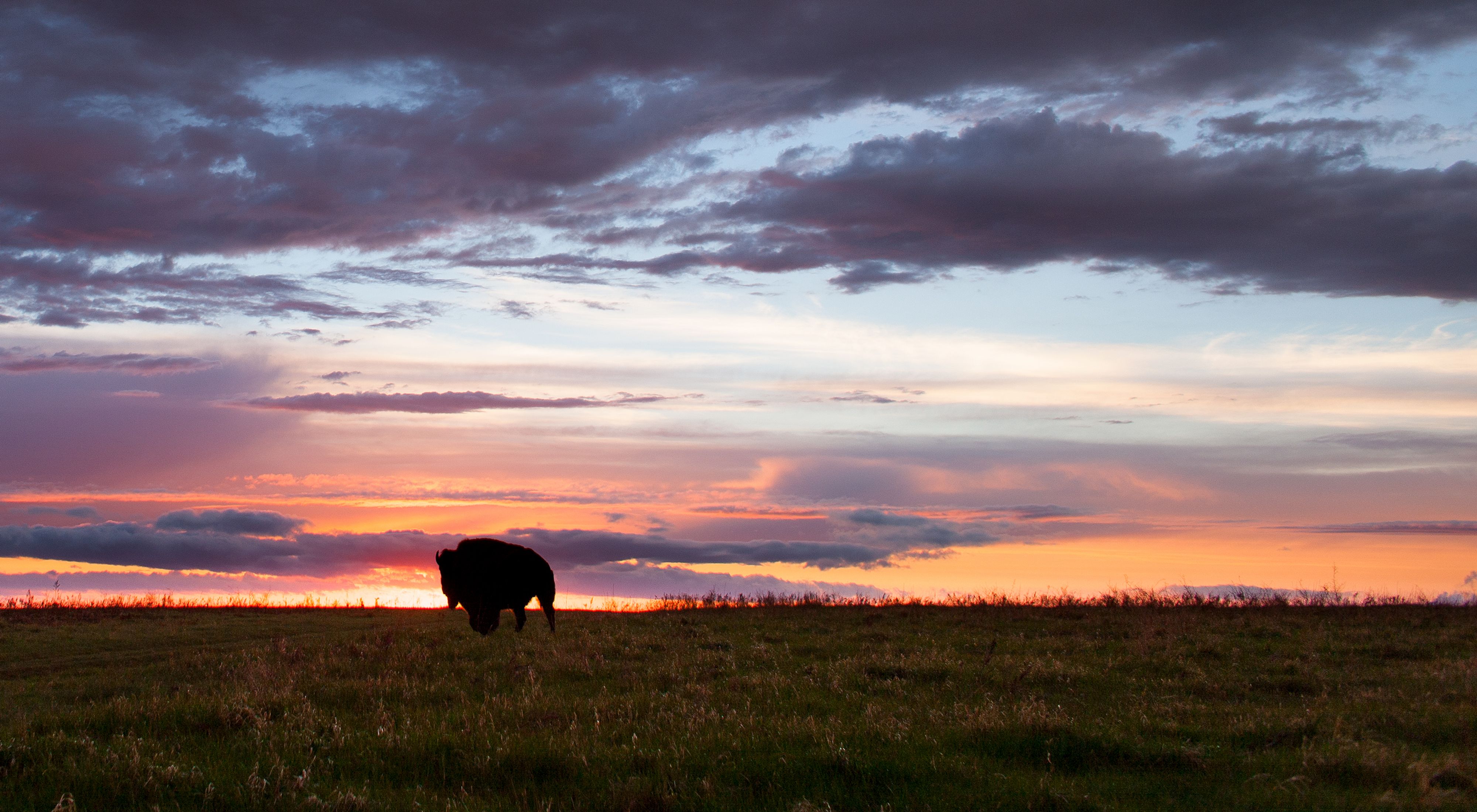 Silhouette of a bison on the prairie at sunset.
