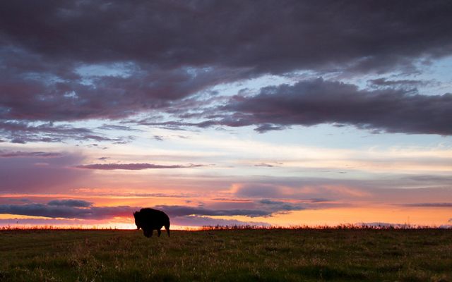 bison silhouette at sundown