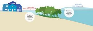 Why Are Mangroves Important? | Benefits Of Florida Mangroves