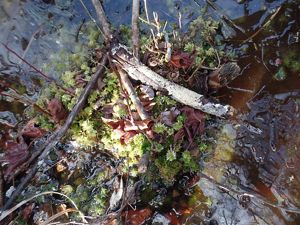 Moss and fallen leaves float in a small pool of water.