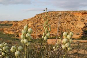 Yucca pods rise in front of an orange chalk bluff