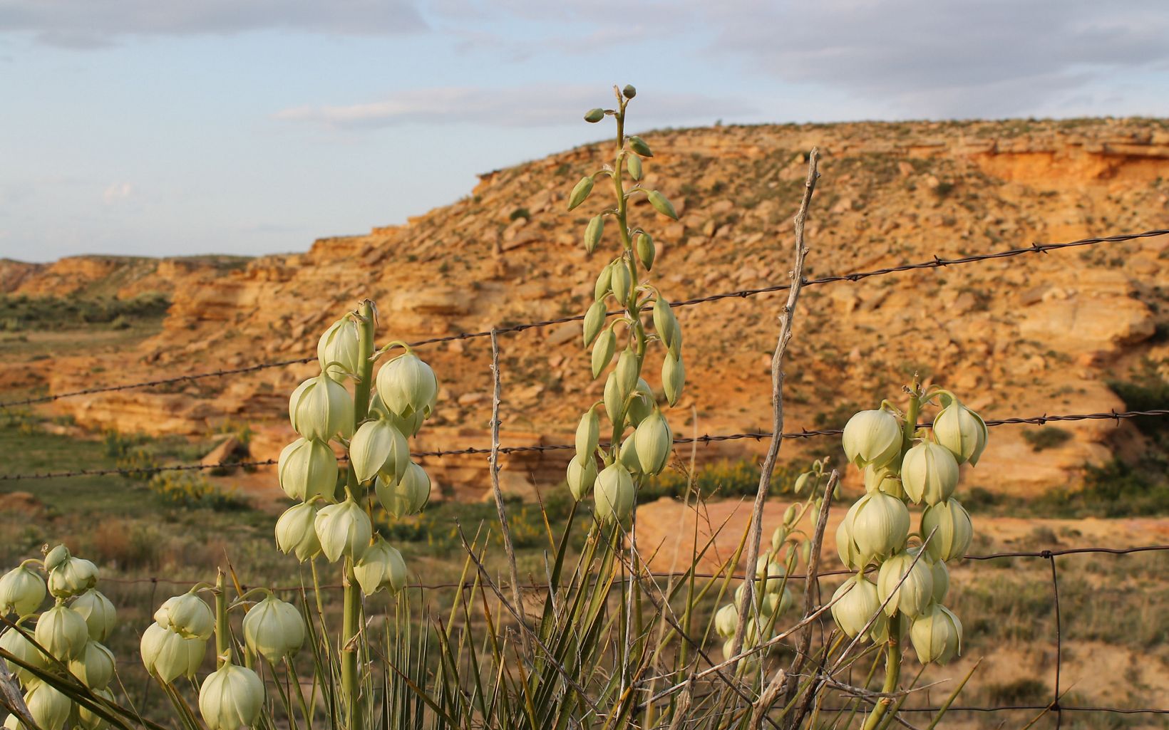 Green yucca blossoms in front of a barbed wire fence with chalk bluffs in background.
