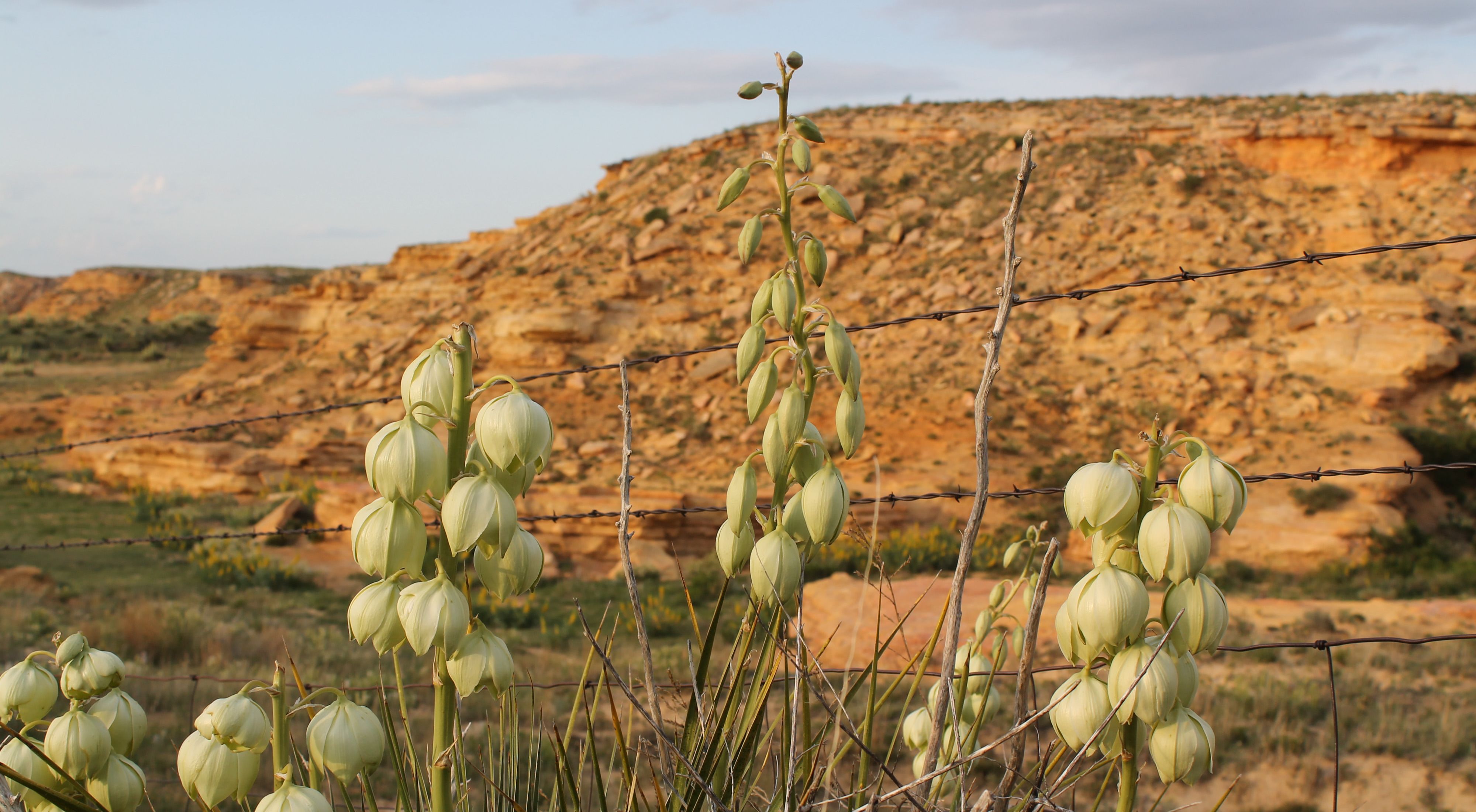 Light green yucca flowers growing in front of a barbed wire fence, with red bluffs in the background.