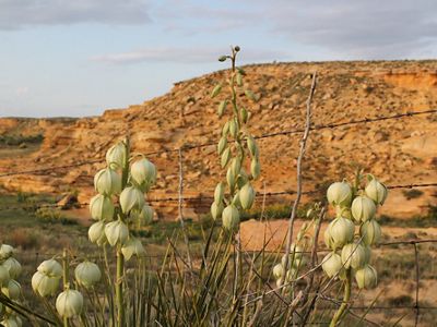 Yucca pods rise in front of an orange chalk bluff