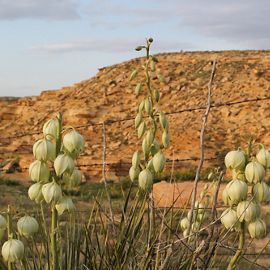 Light green yucca flowers growing in front of a barbed wire fence, with red bluffs in the background.