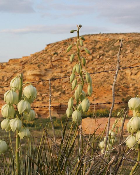 Yucca pods rise in front of an orange chalk bluff