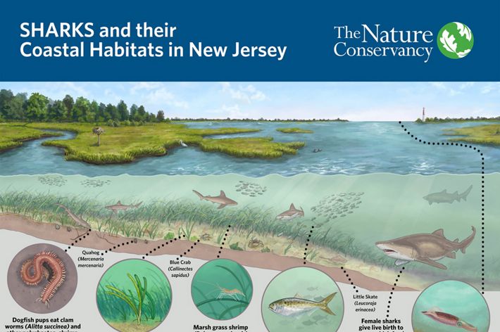Infographic showing three species of New Jersey sharks, and how they use marshes and back bays as nursey grounds.