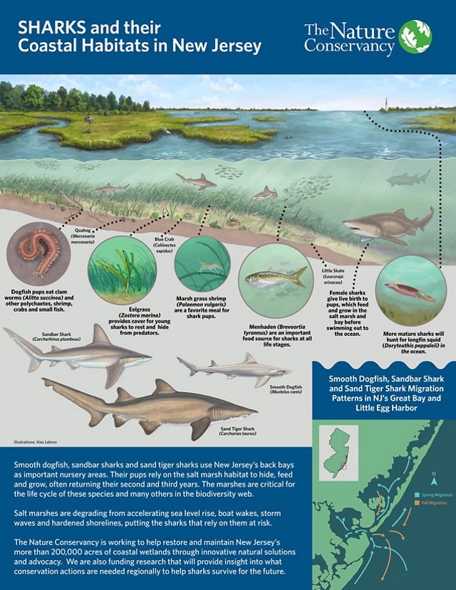 Infographic showing three species of New Jersey sharks, and how they use marshes and back bays as nursey grounds.