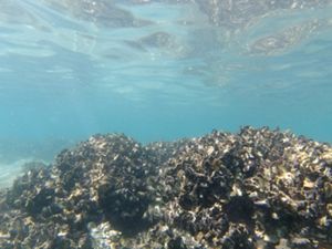 Port Stephens shellfish reef under water 2019