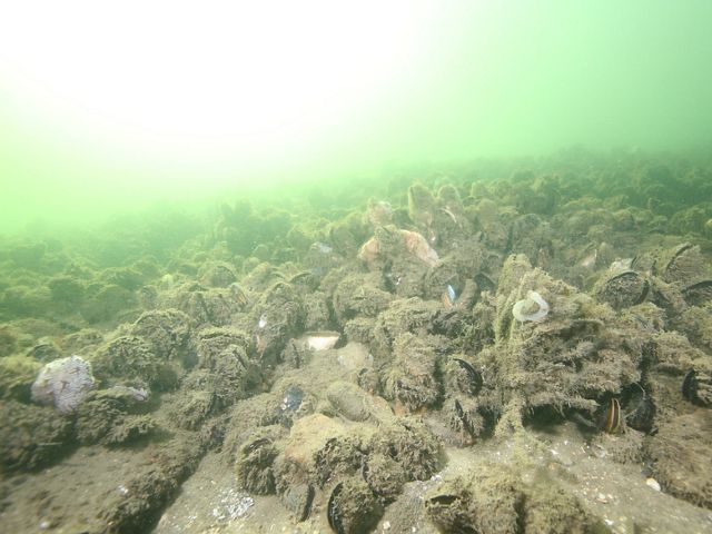 Remnant mussel reef, Gippsland Lakes
