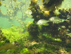 Shellfish reefs in the Gippsland Lakes
