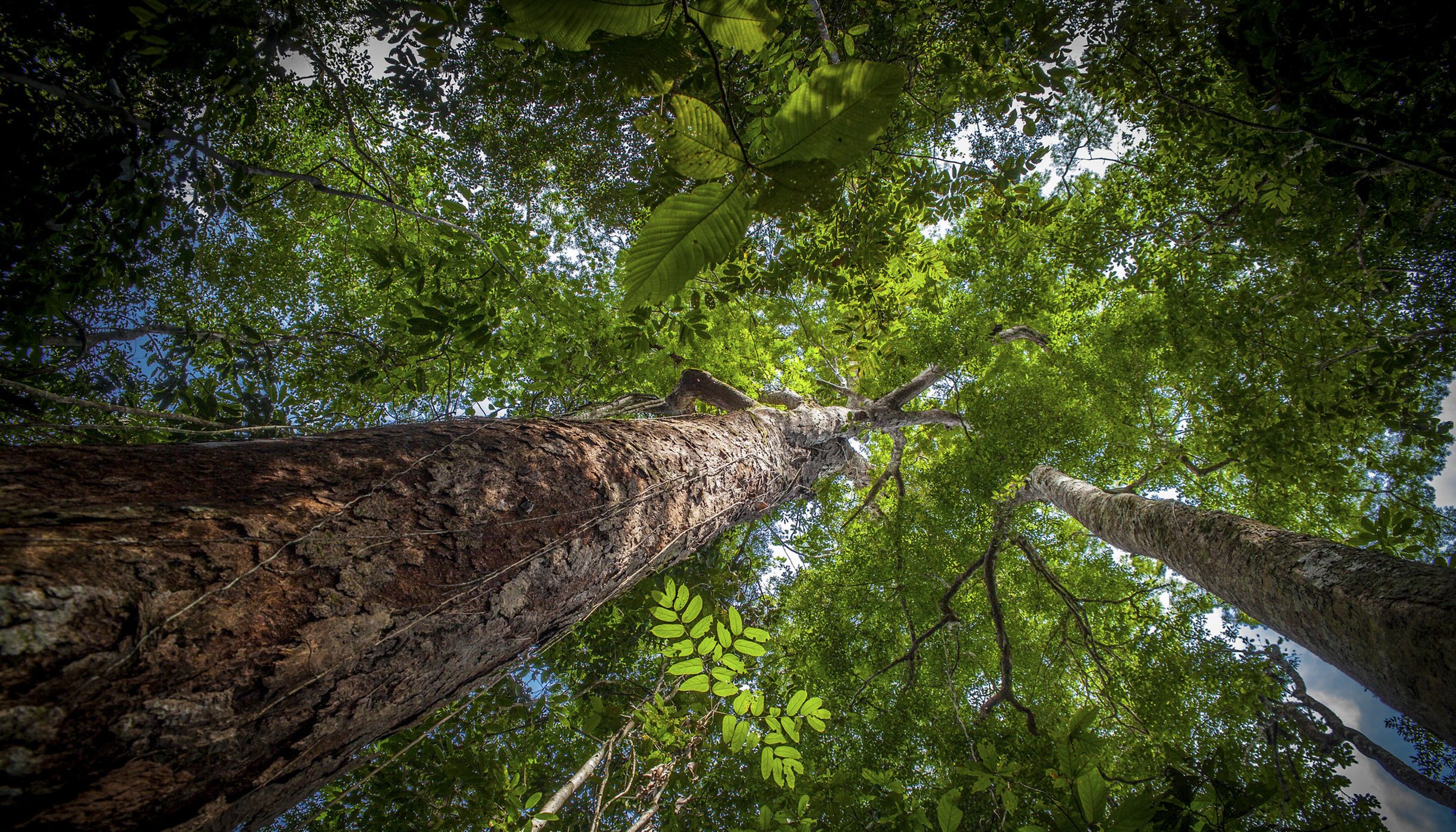La selva del Amazonas está al borde del colapso y el sector financiero puede ayudar a conservarla 
