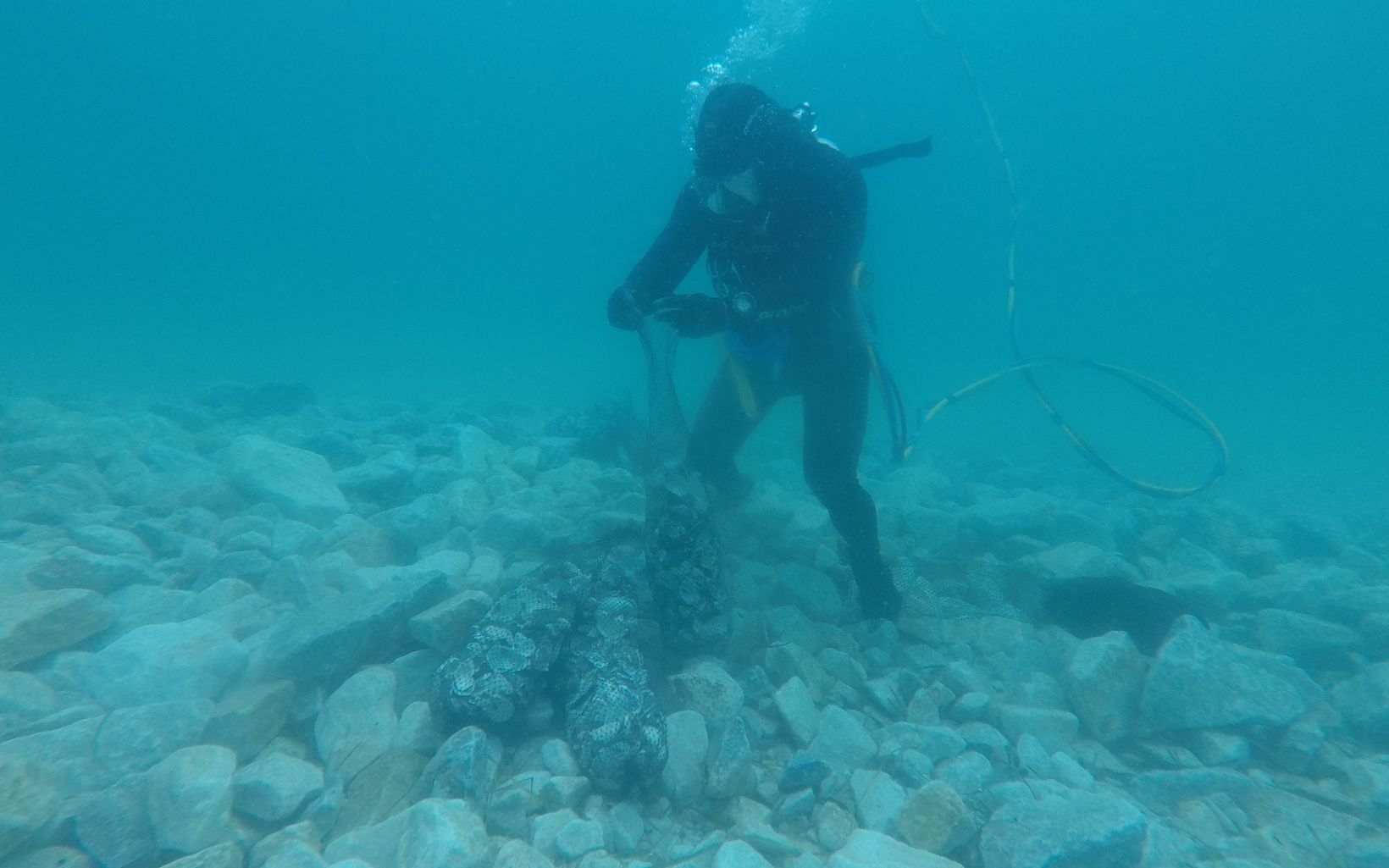 A diver placing oysters on a reef