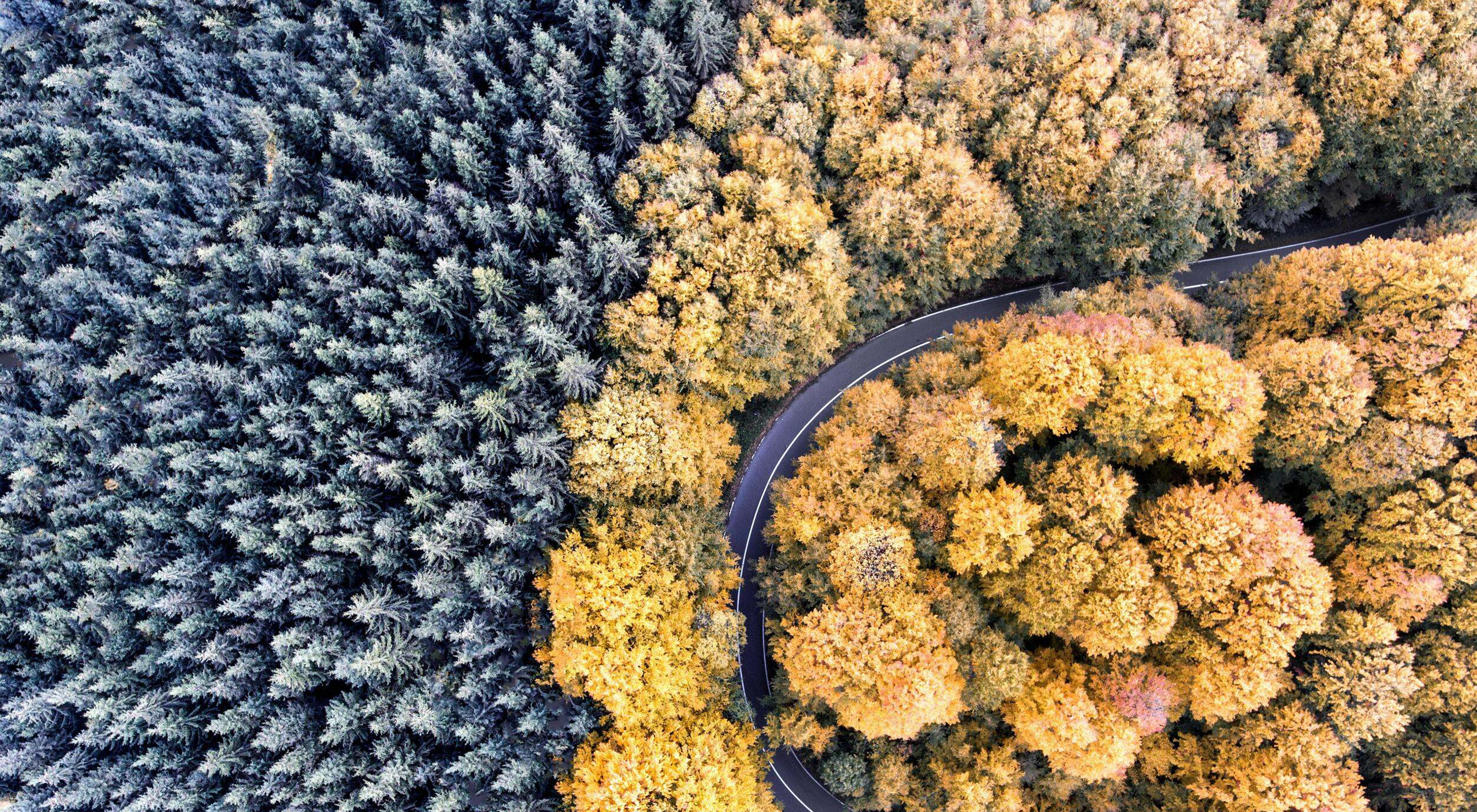 An aerial view of forests.