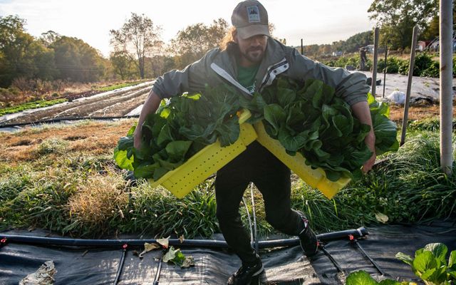 Man carrying two trays of harvested greens at sunset. 