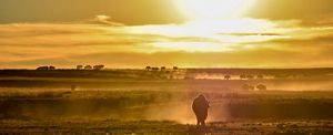 A bison herd walks across a dusty rolling landscape at sunset; one bison is closer to the foreground while the others are off in the distance.