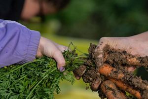 Two hands hold on to different parts of a carrot.